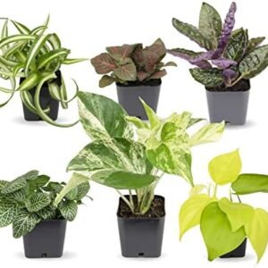 Easy to Grow Houseplants (Pack of 6), Live House P…