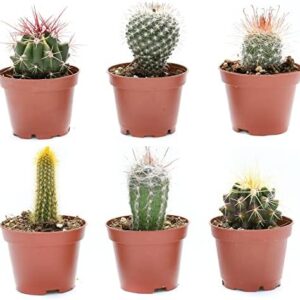 Cactus Plants Live – Small Assorted 2-Inch Cactus …