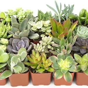 Altman Plants, Live Succulent Plants (20 Pack) Ass…