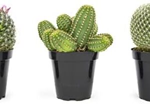 Altman Plants, Assorted Cactus Plants Live Plants …