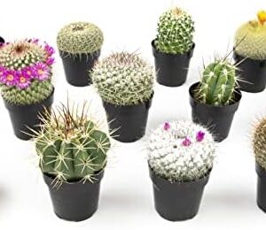 Altman Plants, Assorted Cactus Plants Live Cactus …