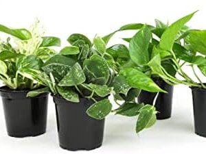 Live Pothos Plants (4PK) Indoor Plants Live Housep…