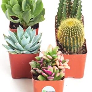 Shop Succulents Premium Live Mini Cactus and Succu…