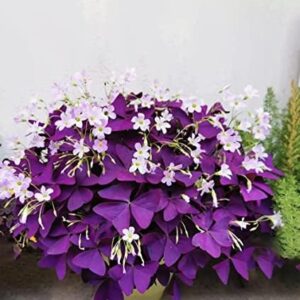 12PCS Purple Shamrocks Bulbs Good Luck Plant, Purp…