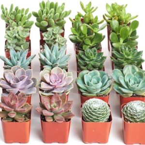 Shop Succulents Assorted Succulent Plant Pack Bulk…