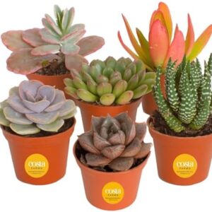 Costa Farms Succulents (6 Pack), Live Mini Succule…