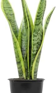 Live Snake Plant, Sansevieria trifasciata Laurenti…