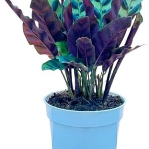 Rattlesnake Calathea Live Plant – Air Purifier, Co…