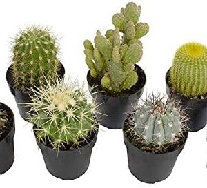 Altman Plants, Assorted Cactus Plants Live Succule…