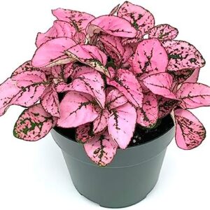 Hypoestes Pink Splash Live Potted House Plants Air…