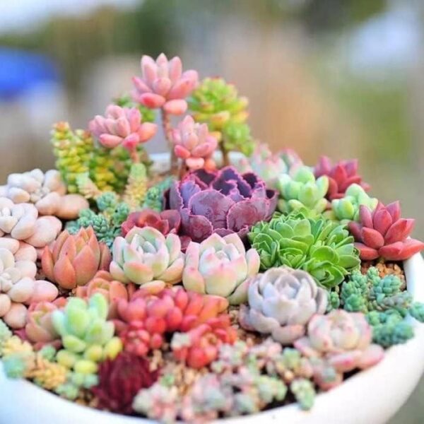 200pcs Rare Mixed Mini Succulents Seeds for Bonsai... - Image 3