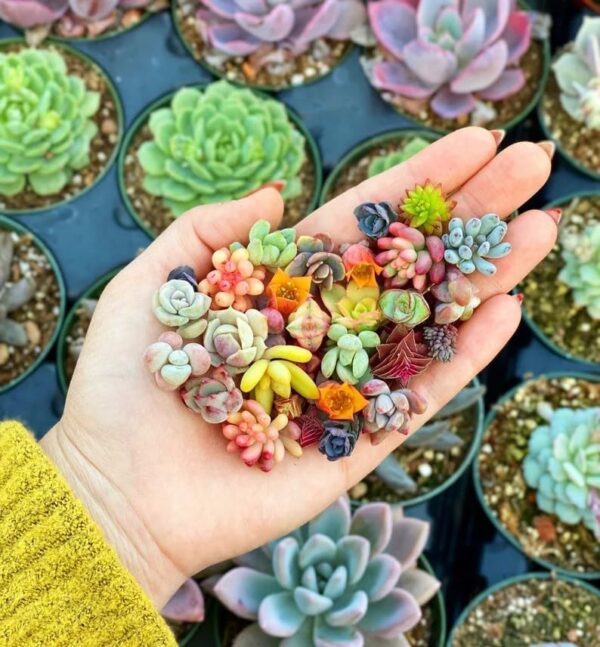 200pcs Rare Mixed Mini Succulents Seeds for Bonsai... - Image 2