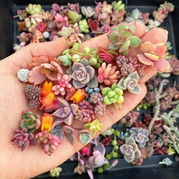 200pcs Rare Mixed Mini Succulents Seeds for Bonsai...