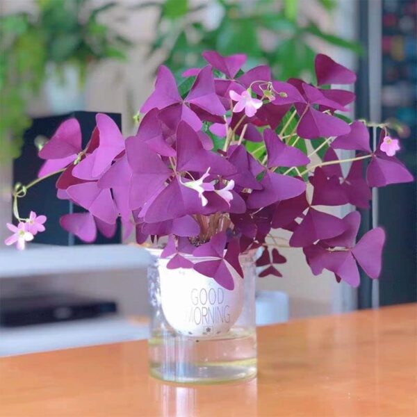 Oxalis Triangularis 10 Bulbs - Purple Shamrocks Lu... - Image 2