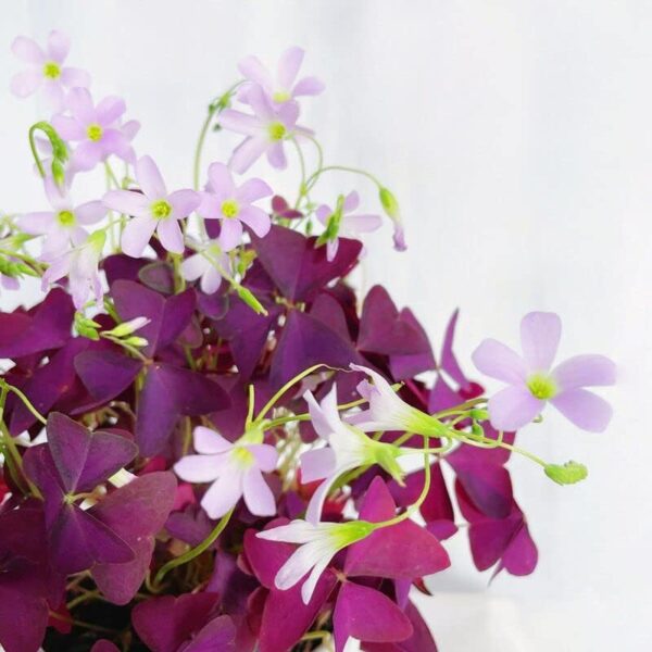 Oxalis Triangularis 10 Bulbs - Purple Shamrocks Lu... - Image 3