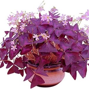 Oxalis Triangularis 10 Bulbs – Purple Shamrocks Lu…