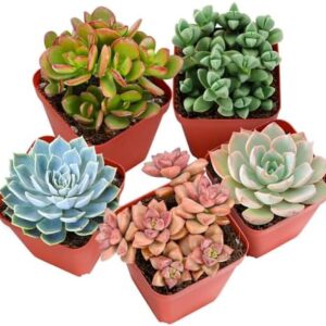 Sprout N Green Live Succulent Plants, 5 Pack Assor…