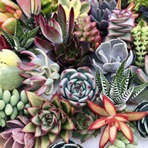 10 Assorted Live Succulent Cuttings, No 2 Succulen…