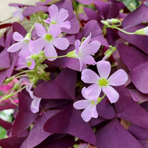 Oxalis Triangularis 10 Bulbs - Purple Shamrocks Lu... - Image 4