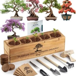 Bonsai Tree Kit – 5X Unique Japanese Bonzai Trees …