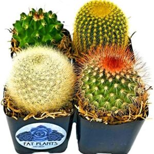 Fatplants Mini Cactus Plants Live Plants (4 Pack),…