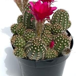 Rose Quartz Peanut Cactus Chamaelobivia Live Potte…