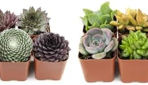 Plants for Pets Sempervivum Succulents Plants Live…