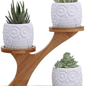 3pcs Owl Succulent Pots with 3 Tier Bamboo Saucers…