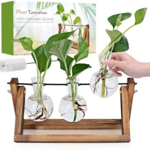 Plant Propagation Station, Plant Terrarium with Wo…