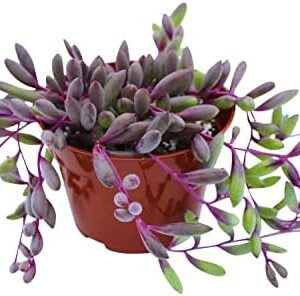 Live Succulent 4″ Othonna Capensis Ruby Necklace, …