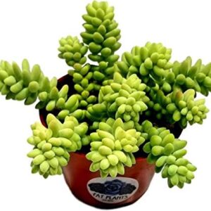 Living Succulent 4″ Donkey Tails, Fully Rooted Suc…