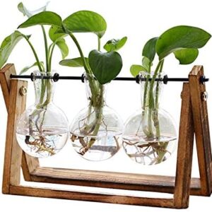 XXXFLOWER Plant Terrarium with Wooden Stand, Air P…