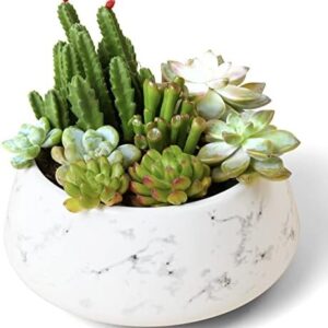 La Jolie Muse Large Succulent Planter Plant Pots, …