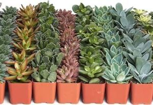 Shop Succulents Assorted Succulent Plant Pack Bulk…