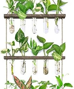 XXXFLOWER Wall Hanging Propagation Station with Wo…