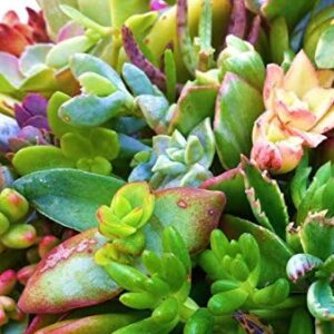 15 Assorted Succulent Cuttings